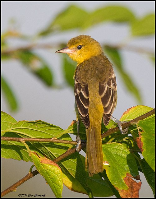 _1SB7062 immature orchard oriole.jpg